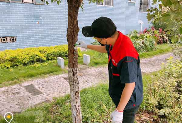 如何尽快消灭红火蚁?消灭的时候要注意什么?