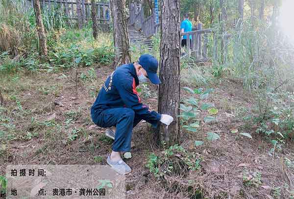 灭红火蚁怎么才能够持续防治?是否有正规的公司