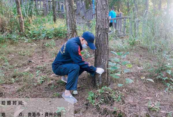 除白蚁有哪些方式?什么样的比较方法有效?