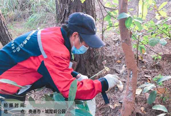 白蚁防治