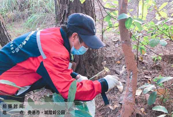 灭红火蚁的公司哪家专业?该如何选择